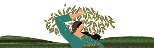 ALBA (Aceituna verde)