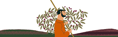 CÉNIT (Aceituna morada)
