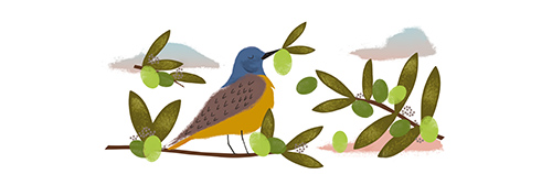 Primer día (Aceituna verde)